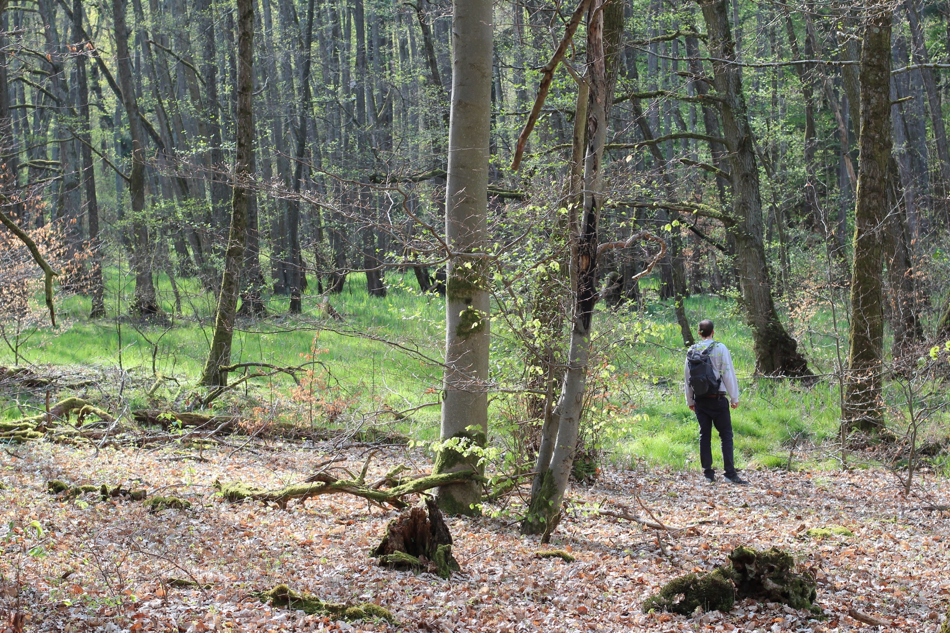 Darmbachaue Bild 2